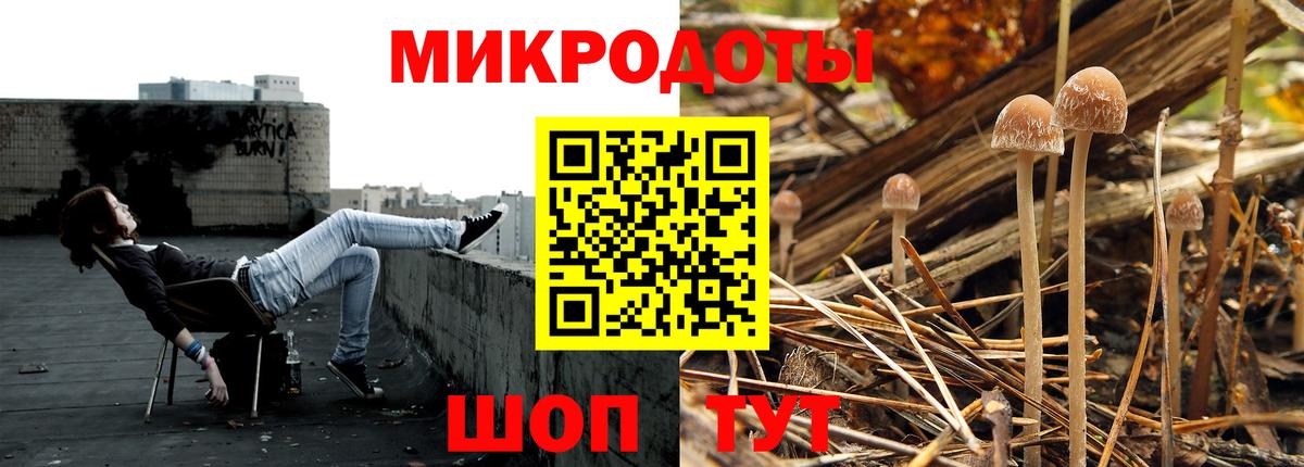 Псилоцибиновые грибы мицелий Новозыбков